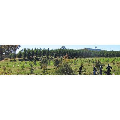 Guided walks around the Southern Tablelands Regional Botanic Garden (located at Forest 20, National Arboretum Canberra)