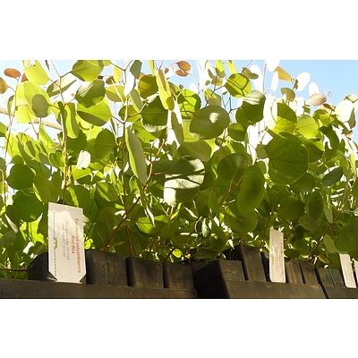 20-40 Australian Native plants as tube stock