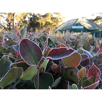 20-40 Australian Native plants as tube stock