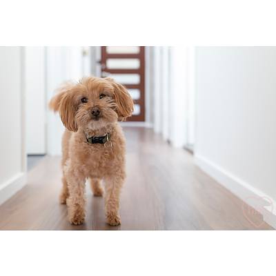 103 Hallen Close, Swinger Hill ACT 2606