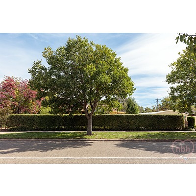 16 Knox Street, Watson ACT 2602