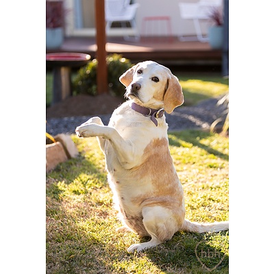 128 Dixon Drive, Holder ACT 2611