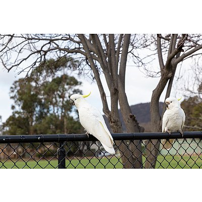 1/64 Knox Street, Watson ACT 2602