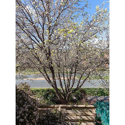 6/48 Madigan Street, Hackett ACT 2602