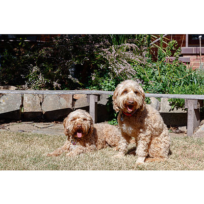 299 Antill Street, Watson ACT 2602