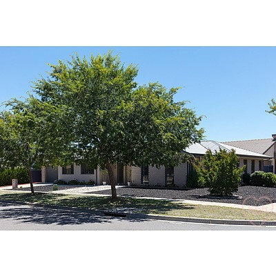 110 Gwen Meredith Loop, Franklin ACT 2913
