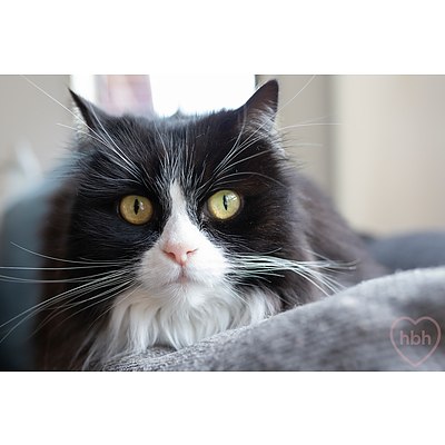 10 Callister Crescent, Theodore ACT 2905