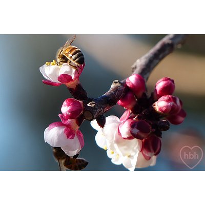 24 Halford Crescent, Page ACT 2614