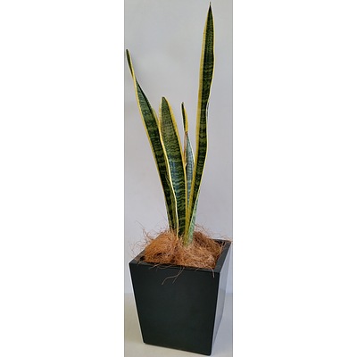 Mother In Law's Tongue(Sansavieria) Desk/Bench Top Indoor Plant With Fiberglass Planter Box