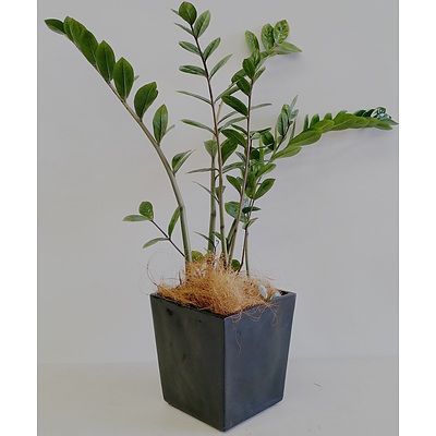 Zanzibar Gem(Zamioculus Zalmiofolia) Desk/Bench Top Indoor Plant With Fiberglass Planter Box