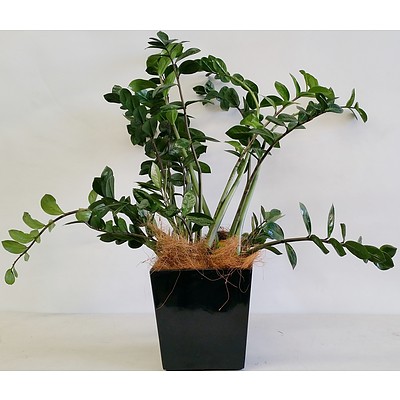 Zanzibar Gem(Zamioculus Zalmiofolia) Desk/Bench Top Indoor Plant With Fiberglass Planter Box