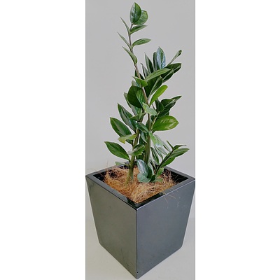 Zanzibar Gem(Zamioculus Zalmiofolia) Desk/Bench Top Indoor Plant With Fiberglass Planter Box