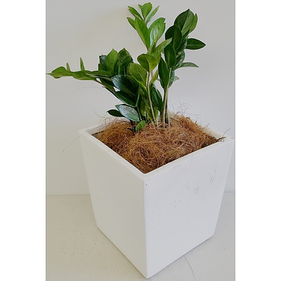 Zanzibar Gem(Zamioculus Zalmiofolia) Desk/Bench Top Indoor Plant With Fiberglass Planter Box