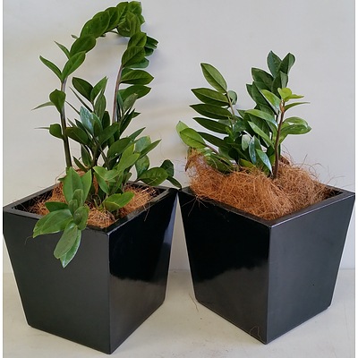 Two Zanzibar Gem(Zamioculus Zalmiofolia) Desk/Bench Top Indoor Plants With Fiberglass Planter Boxes