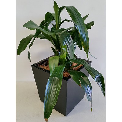 Janet Craig(Dracaena Deremensis) Desk/Bench Top Indoor Plant With Fiberglass Planter Box