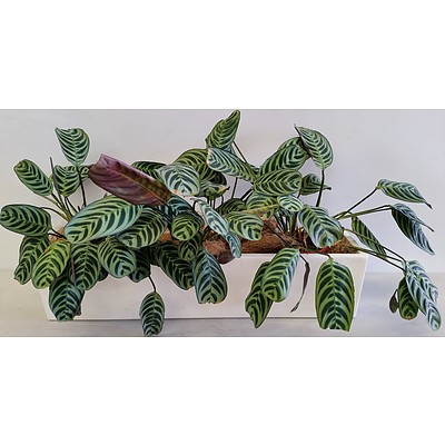 Three Zebra Plants(Calathea Zebrina) Desk/Benchtop Indoor Plants With Fiberglass Planter Trough