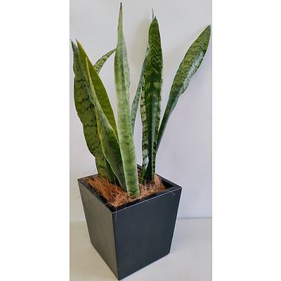 Mother In Law's Tongue(Sansavieria) Desk/Bench Top Indoor Plant With Fiberglass Planter Box