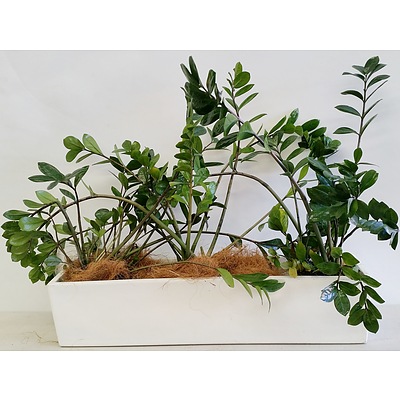 Three Zanzibar Gem(Zamioculus Zalmiofolia) Desk/Benchtop Indoor Plants With Fiberglass Planter Trough