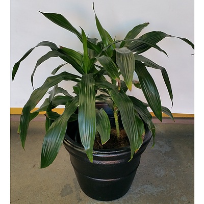 Janet Craig(Dracaena Deremensis) Indoor Plant in 45cm Plastic Cotta Pot