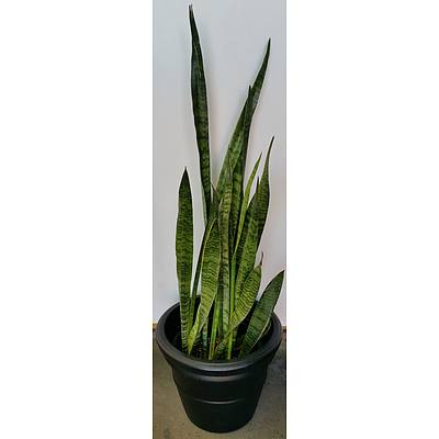 Advanced 140cm Mother In Law's Tongue(Sansavieria) Indoor Plant in 45cm Plastic Cotta Pot