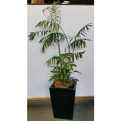 Bamboo Palm(Chamaedorea Seifrizii) Indoor Plant With Fiberglass Planter Box