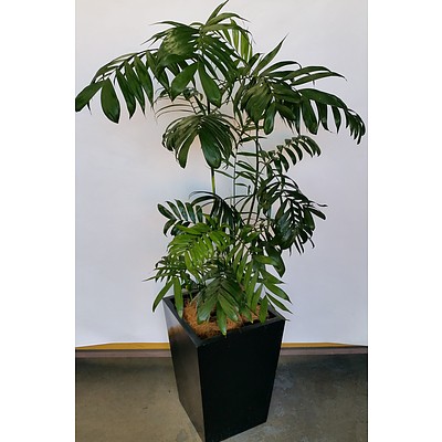 Bamboo Palm(Chamaedorea Seifrizii) Indoor Plant With Fiberglass Planter Box