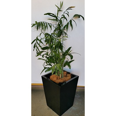 Bamboo Palm(Chamaedorea Seifrizii) Indoor Plant With Fiberglass Planter Box