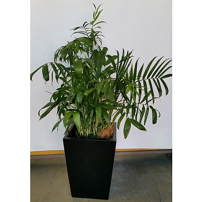 Bamboo Palm(Chamaedorea Seifrizii) Indoor Plant With Fiberglass Planter Box