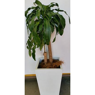 Striped Happy Plant(Dracenea Fragrants Massangeana) Indoor Plant With Fiberglass Planter Box