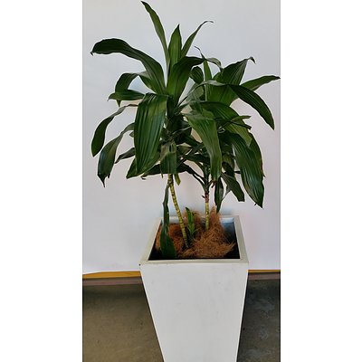 Janet Craig(Dracaena Deremensis) Indoor Plant With Fibreglass Planter Box