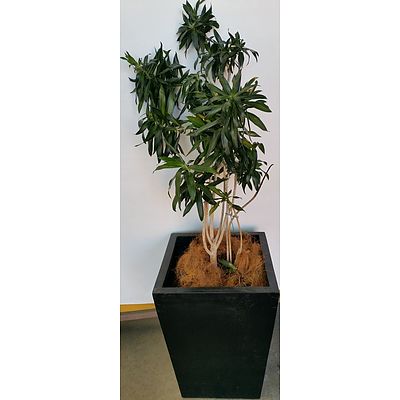 Janet Craig Malay Stripe(Dracaena Reflexa) Indoor Plant With Fibreglass Planter Box
