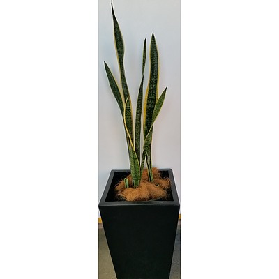 Advanced Mother In Law's Tongue(Sansavieria) Indoor Plant With Fibreglass Planter Box