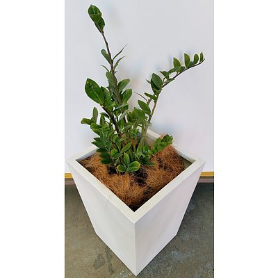 Zanzibar Gem(Zamioculus Zalmiofolia)Indoor Plant With Fibreglass Planter Box