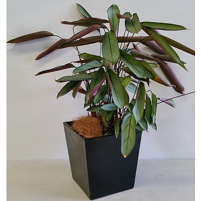 Grey Star(Ctenanthe Setosa) Desk/Benchtop Indoor Plant With Fiberglass Planter Box
