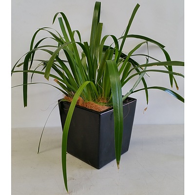Brazilian Walking Iris(Neomarica Gracilis) Desk/Benchtop Indoor Plant With Fiberglass Planter Box