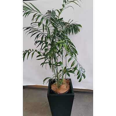 Bamboo Palm(Chamaedorea Seifrizii) Indoor Plant With Fiberglass Planter Box
