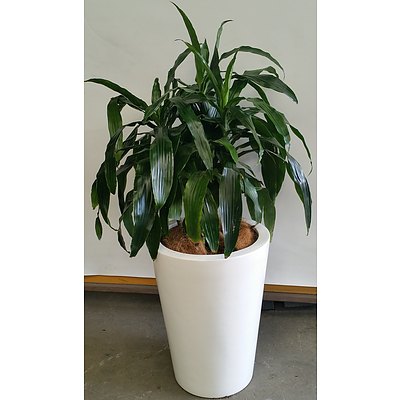 Janet Craig(Dracaena Deremensis) Indoor Plant With Fiberglass Planter Box
