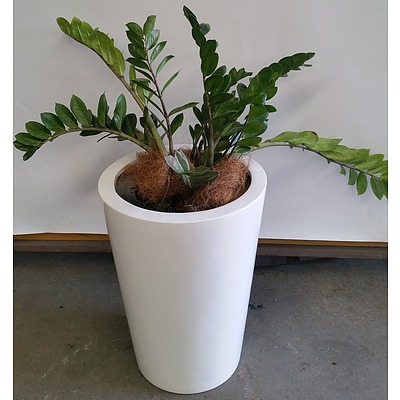 Zanzibar Gem(Zamioculus Zalmiofolia) Indoor Plant With Fiberglass Planter Box