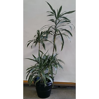 Janet Craig(Dracaena Deremensis) Indoor Plant With Decorative Plastic Cotta Pot