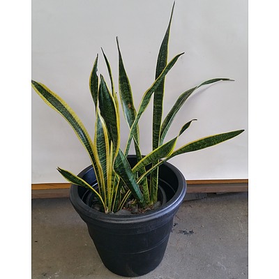 Mother In Law's Tongue(Sansavieria) Indoor Plant With Decorative Plastic Cotta Pot