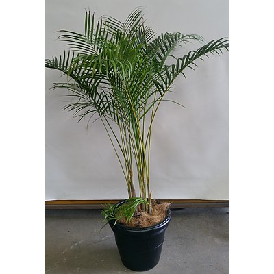 Golden Cane Palm(Dypsis Lutescens) Indoor Plant  in 45cm Plastic Cotta Pot
