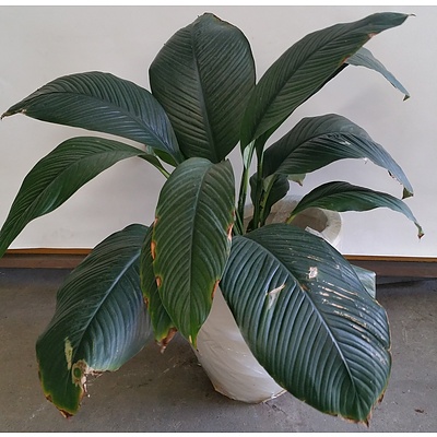 Madonna Lily(Spathiphylum) Indoor Plant with 40cm Fibreglass Egg Planter