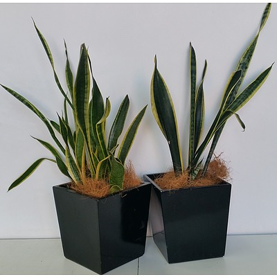 Mother In Law's Tongue(Sansavieria) Desk/Bench Top Indoor Plant With Fiberglass Planter - Lot of Two