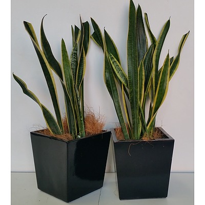 Mother In Law's Tongue(Sansavieria) Desk/Bench Top Indoor Plant With Fiberglass Planter - Lot of Two