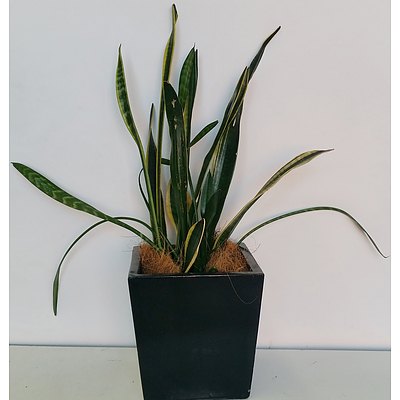 Mother In Law's Tongue(Sansavieria) Desk/Bench Top Indoor Plant With Fiberglass Planter