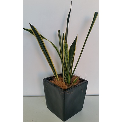 Mother In Law's Tongue(Sansavieria) Desk/Bench Top Indoor Plant With Fiberglass Planter