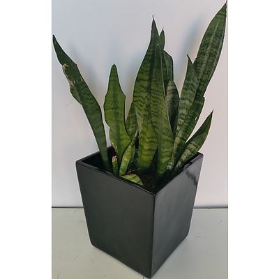 Mother In Law's Tongue(Sansavieria) Desk/Bench Top Indoor Plant With Fiberglass Planter