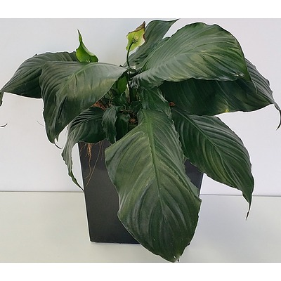 Madonna Lily(Spathiphylum) Desk/Bench Top Indoor Plant With Fiberglass Planter