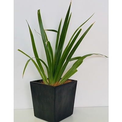 Brazilian Walking Iris(Neomarica Gracilis) Desk/Benchtop Indoor Plant With Fiberglass Planter