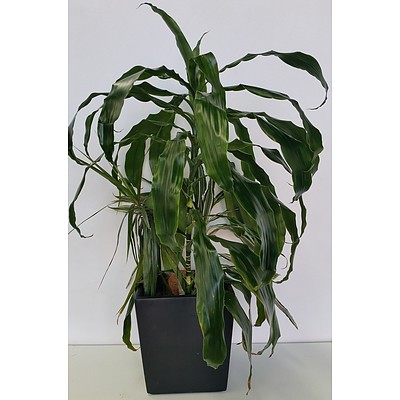 Janet Craig(Dracaena Deremensis) Desk/Bench Top Indoor Plants With Fiberglass Planter